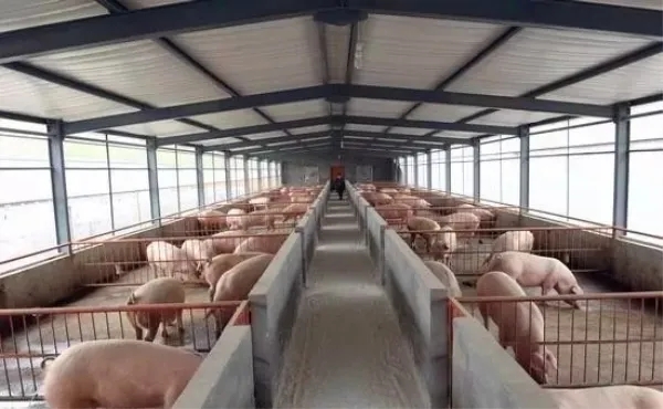 16626226729373.jpg 豬場采暖.webp.jpg